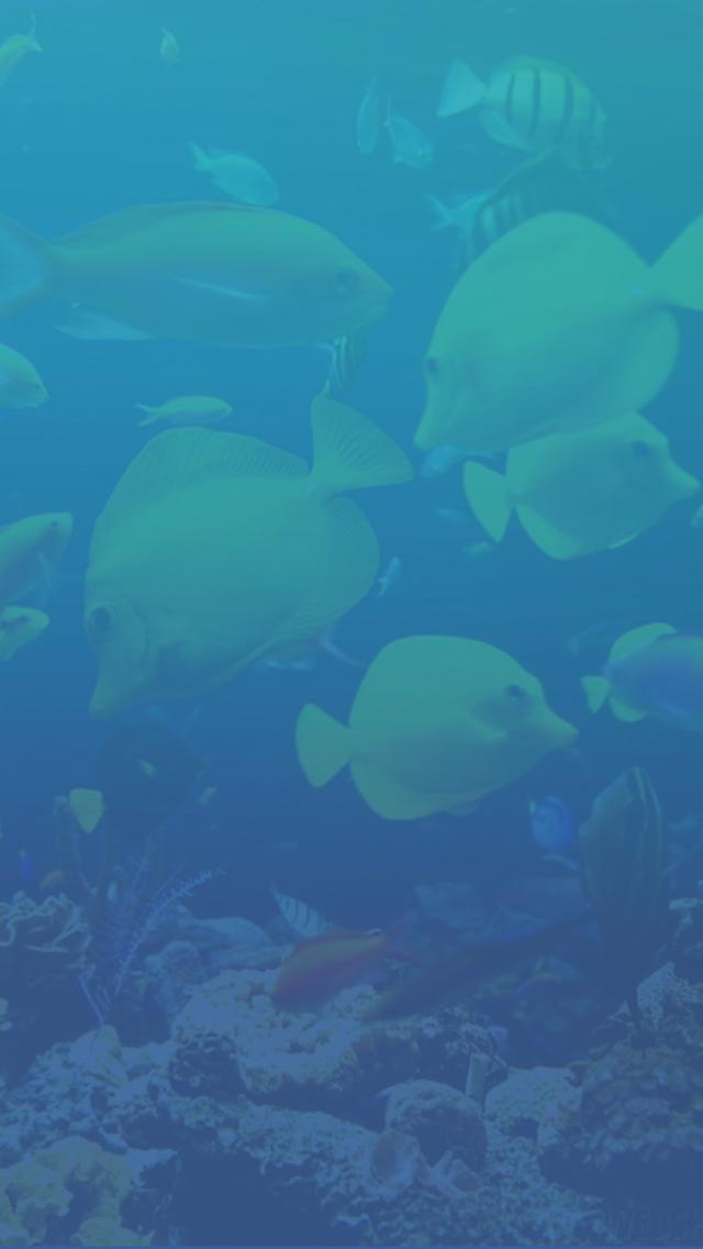 Blue Fish.jpg