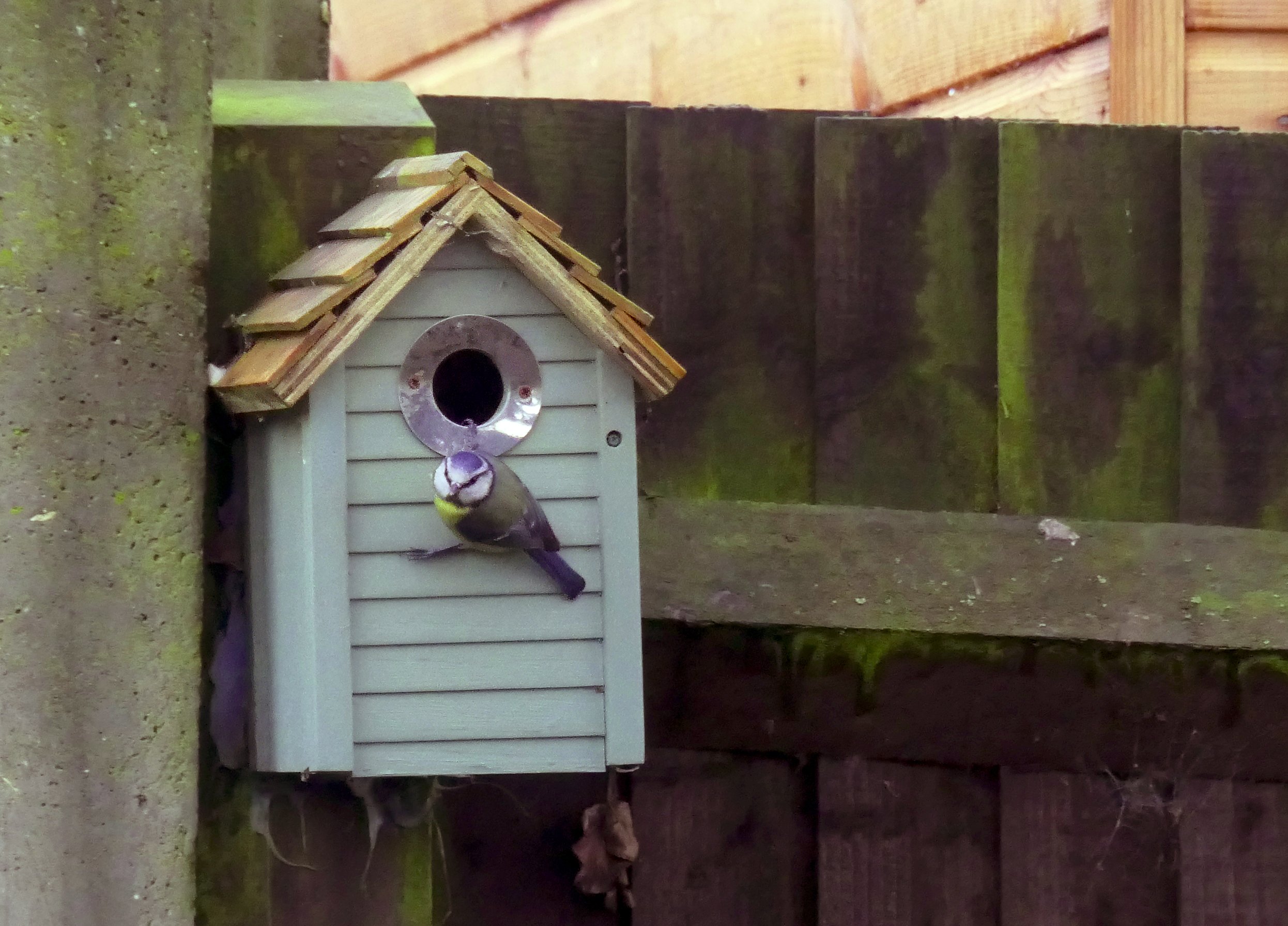 Blue Tit.JPG