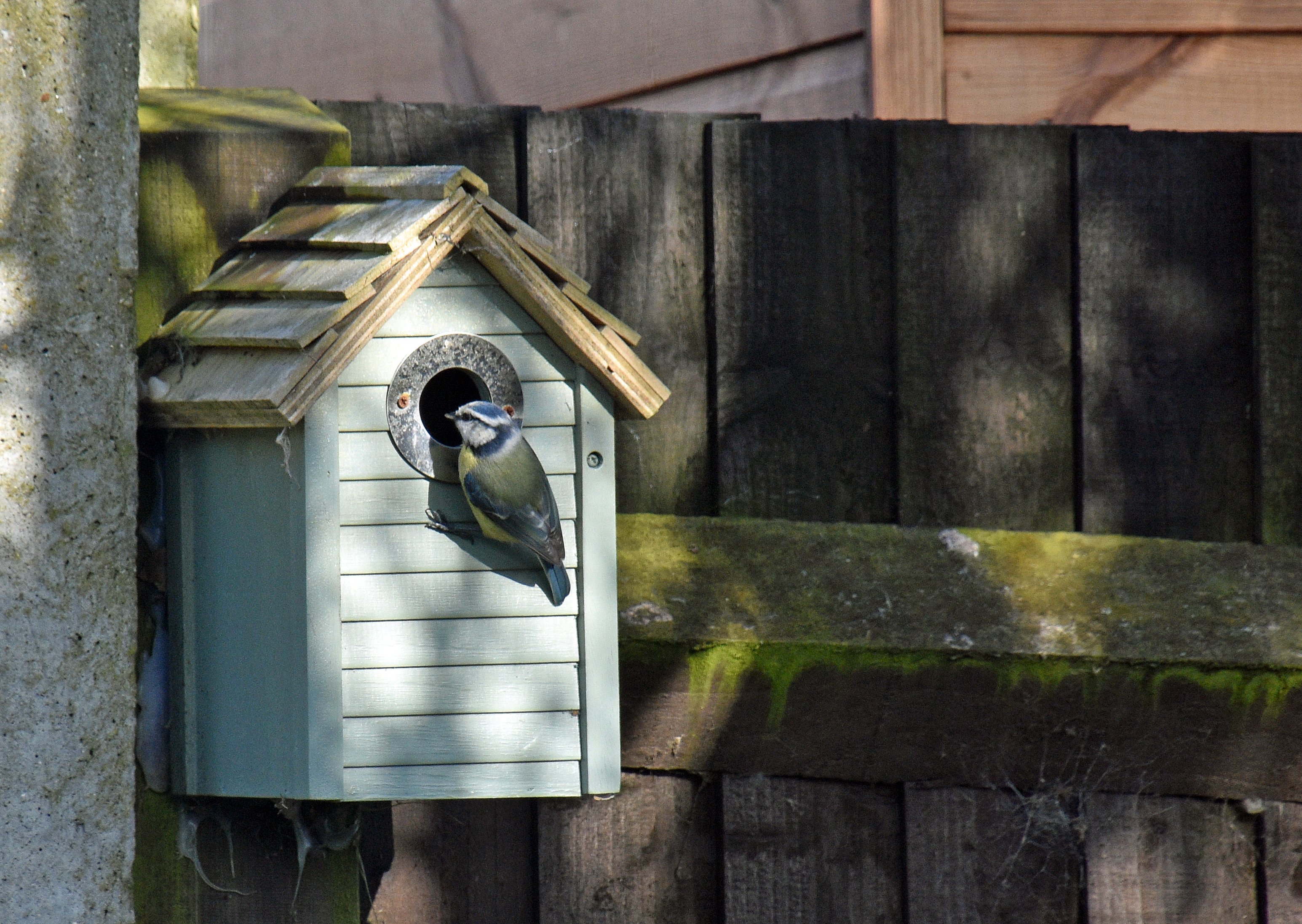 Blue Tit.JPG