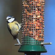 blue tit on peanut feeder 180_tcm3-44005.jpg