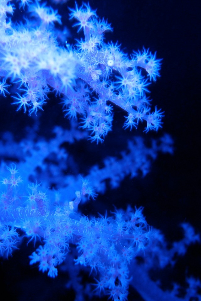 blue_coral-wide.jpg