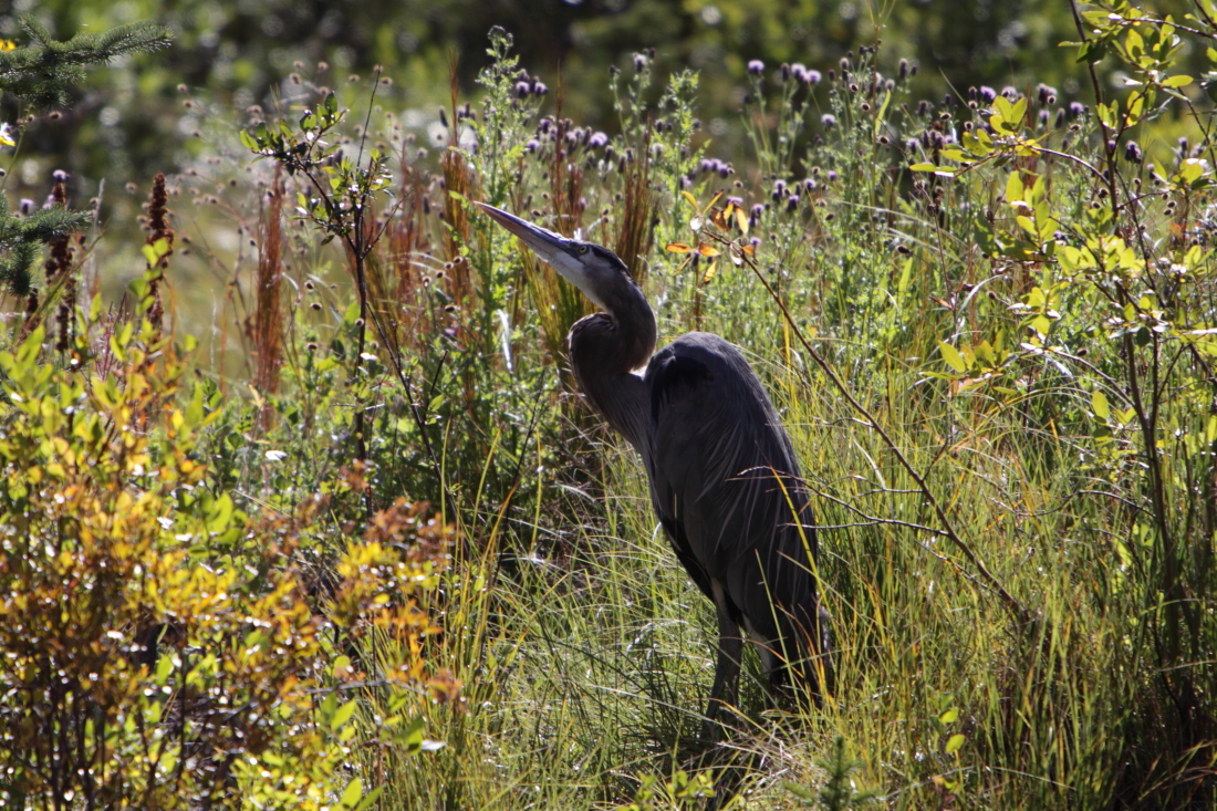 blue_heron.JPG