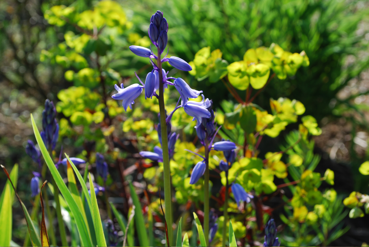 bluebells.jpg