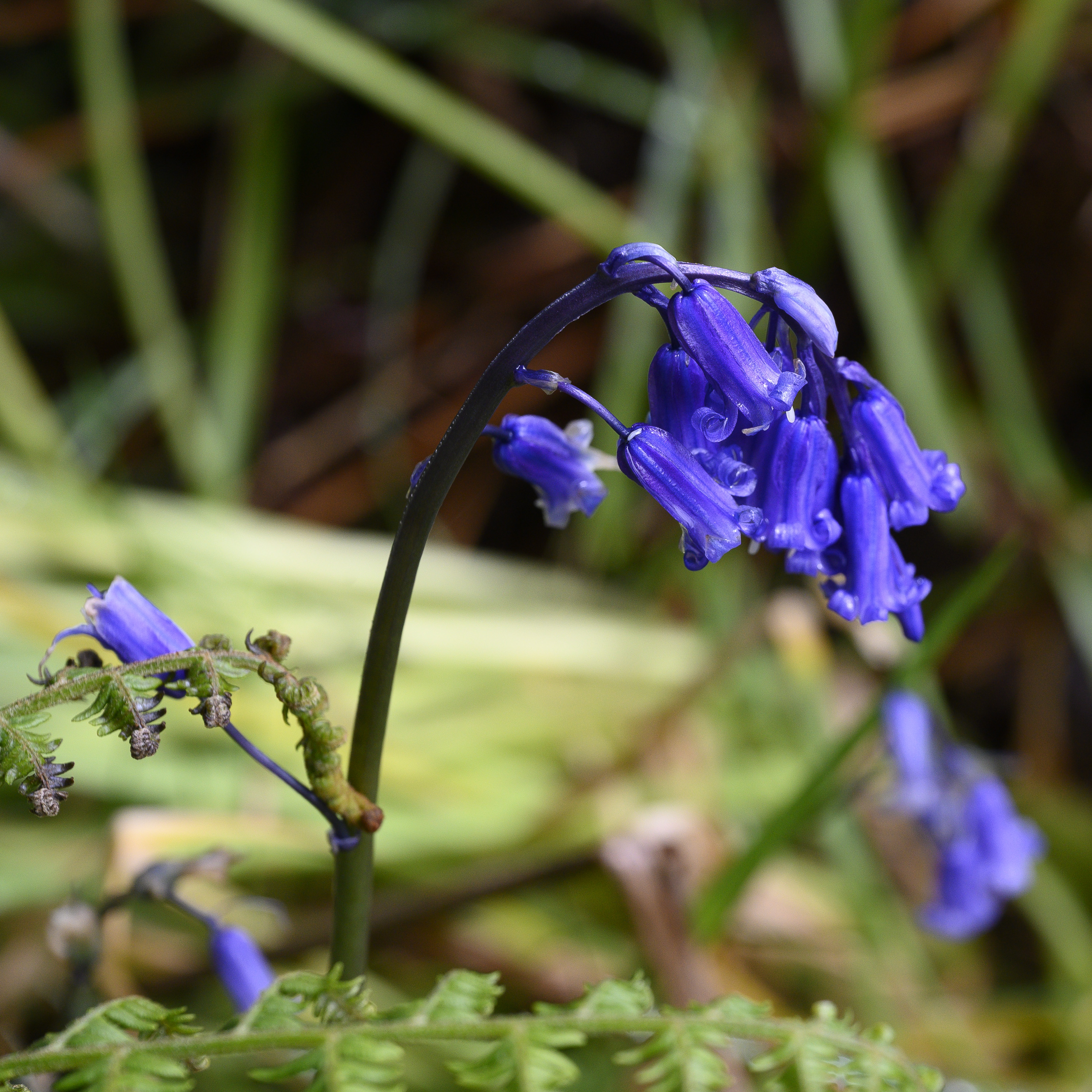 Bluebells20260520-2.jpg