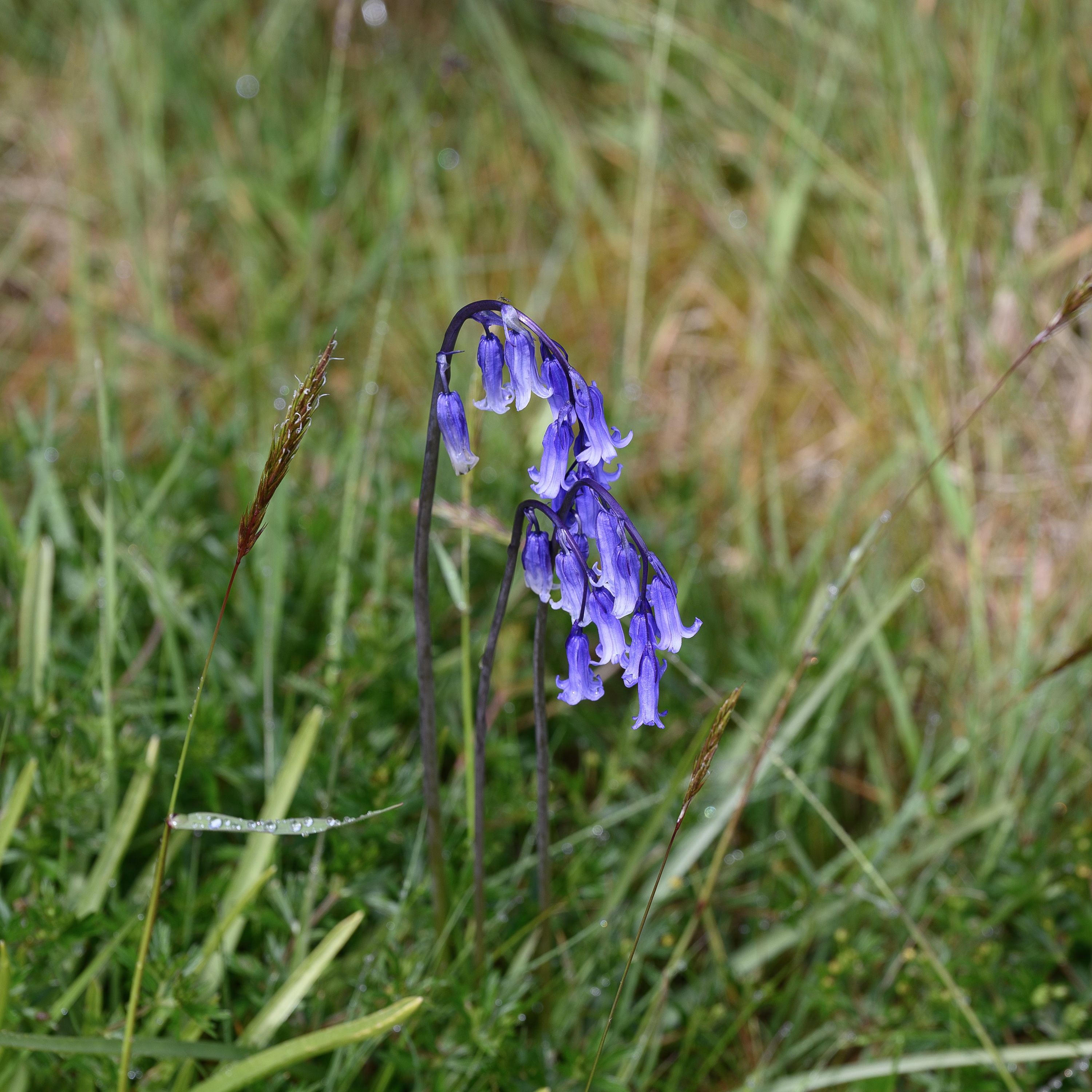 Bluebells20260520.jpg