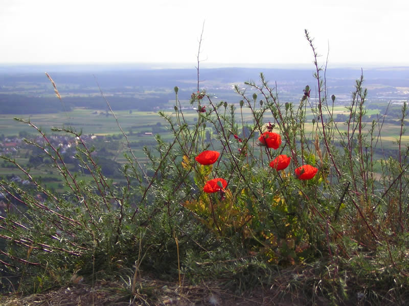 blumen.jpg