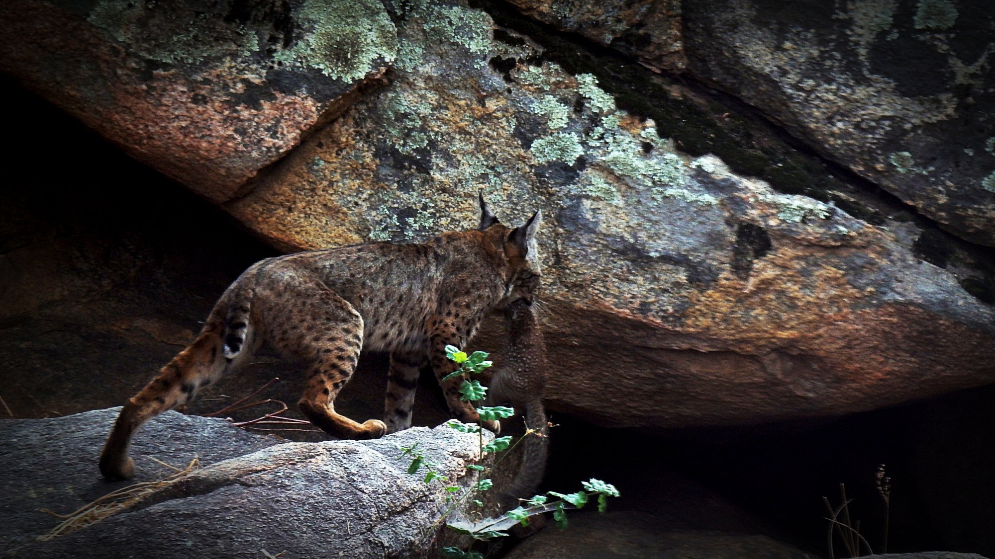 bobcat kitten with sq heading for den 8.07.22 x3v.jpg