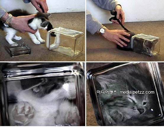 bonsai kitten.jpg