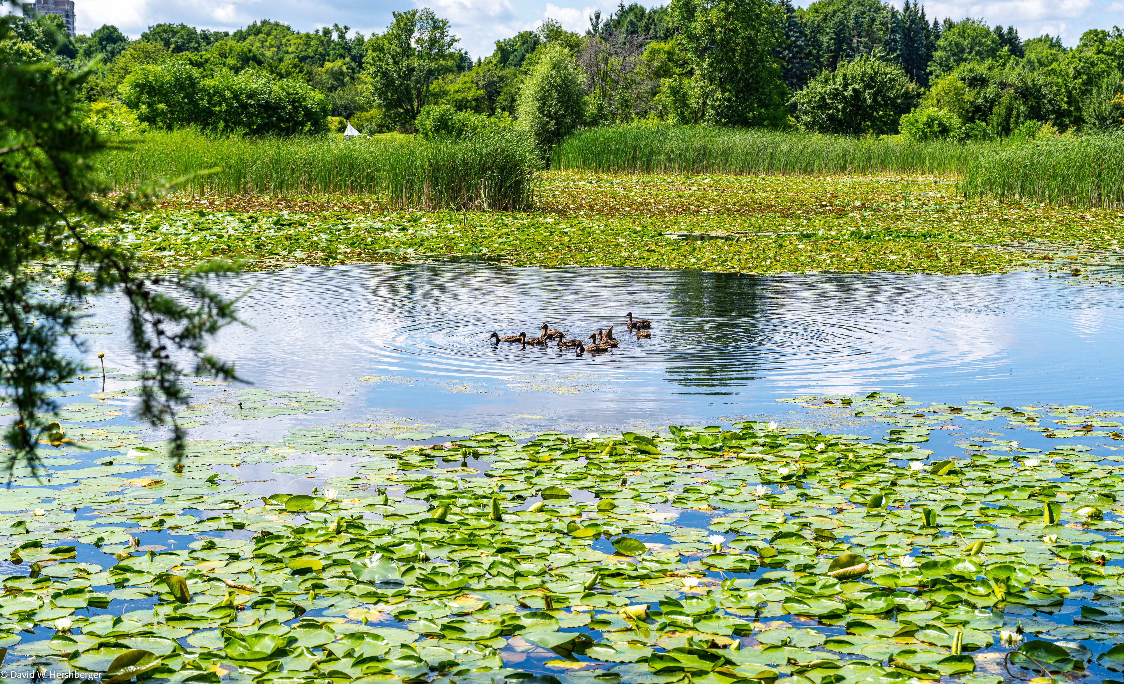 Botanical Gardens.jpg