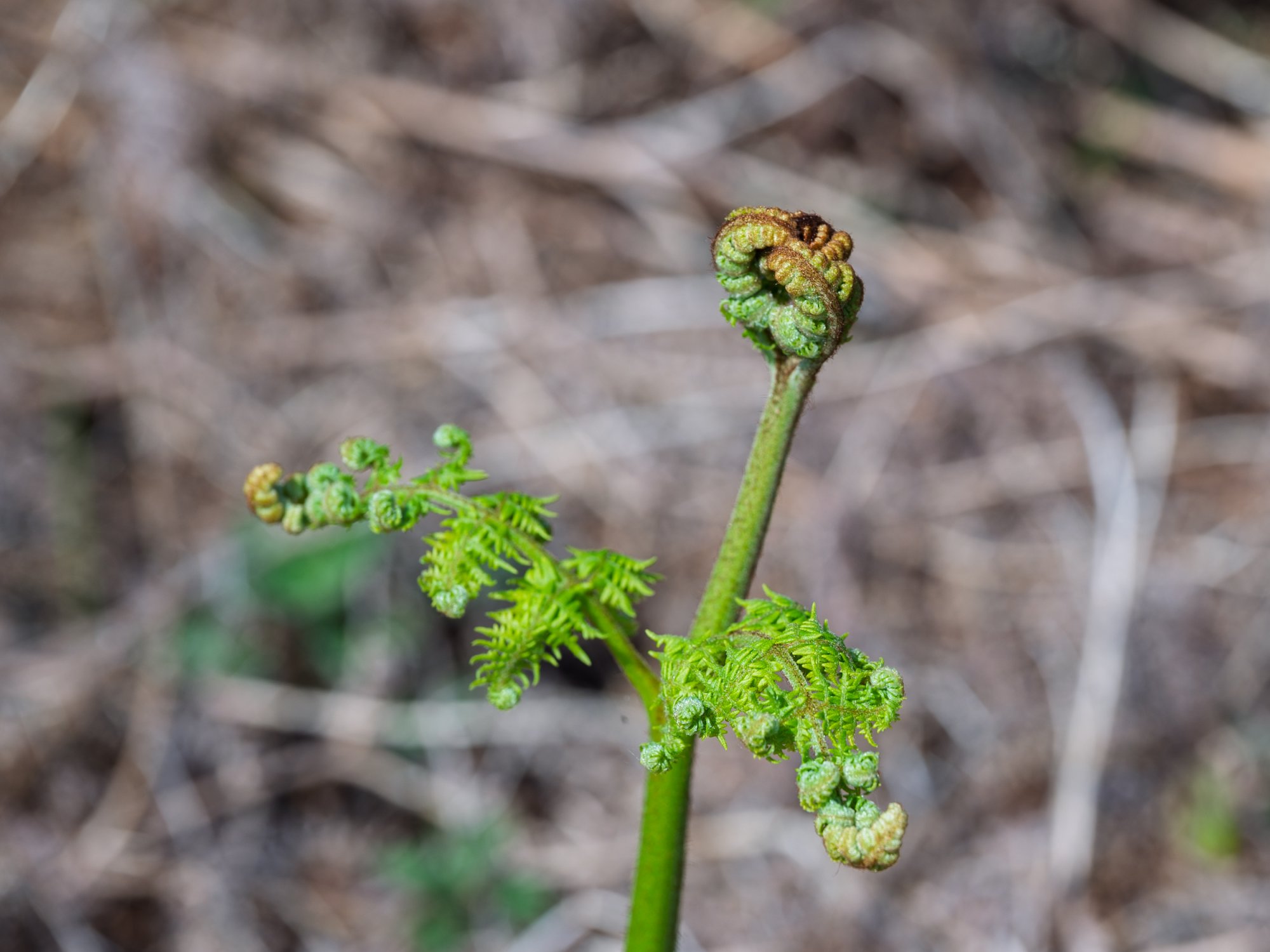 Bracken20250430.jpg