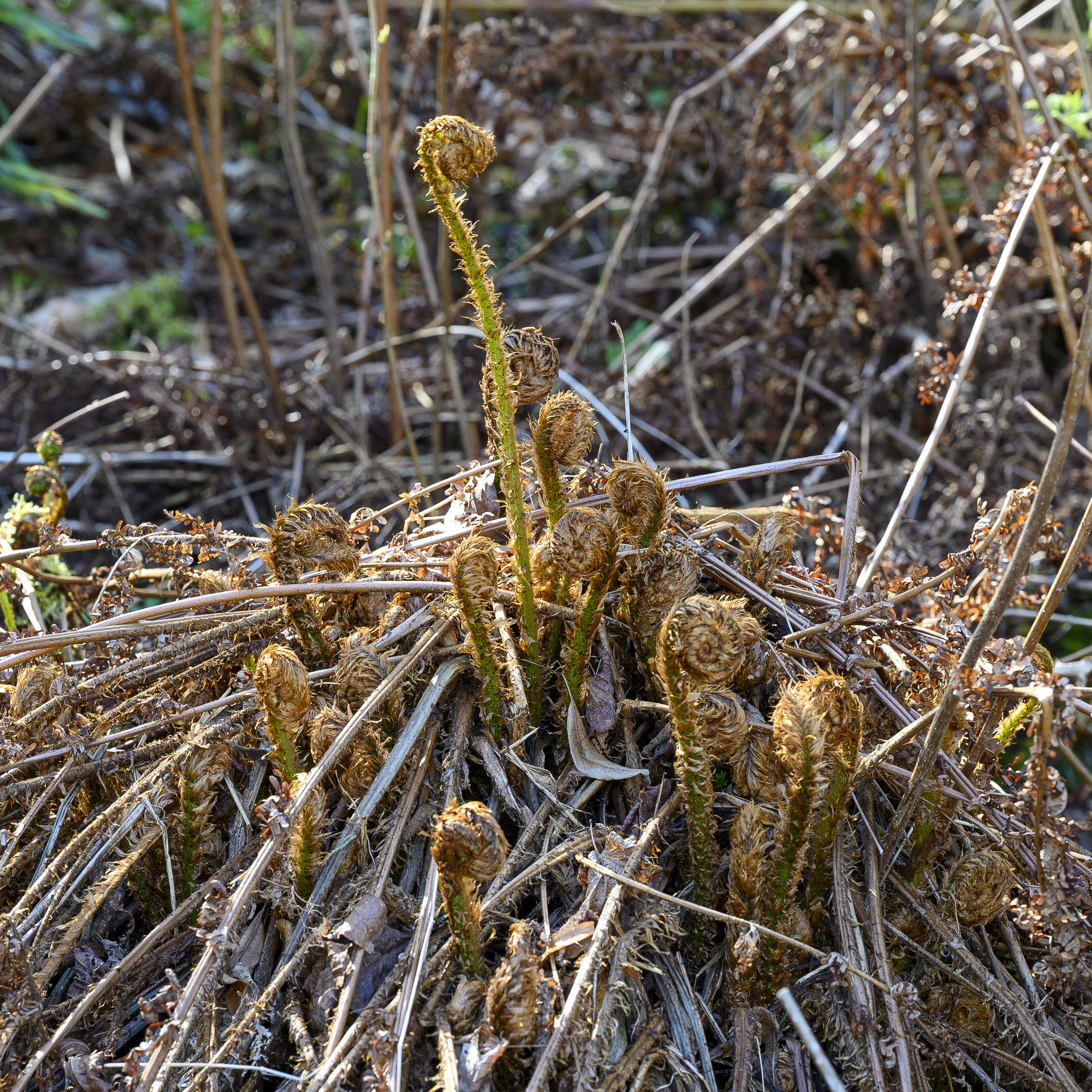 Bracken20260422.jpg