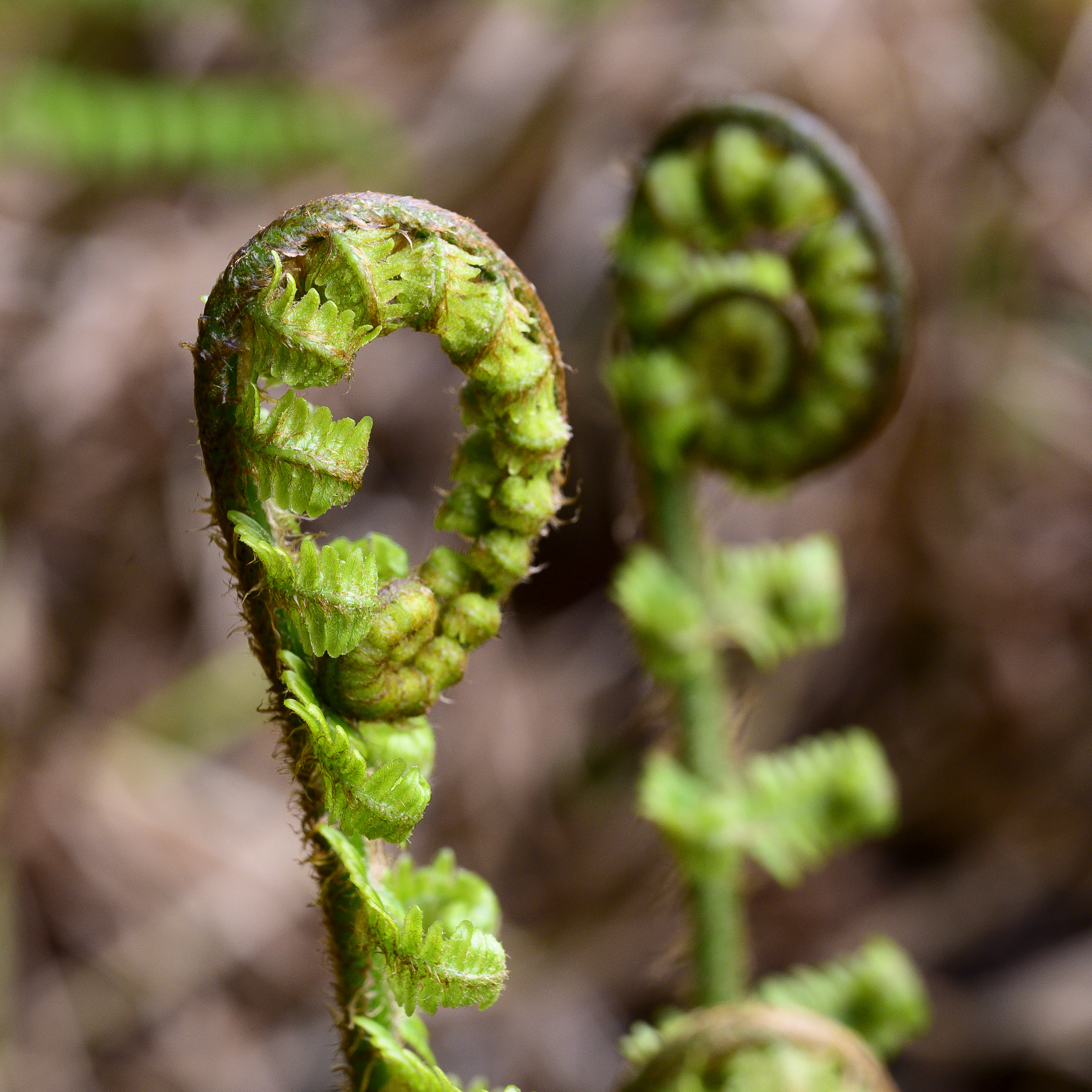 Bracken20260520-1.jpg