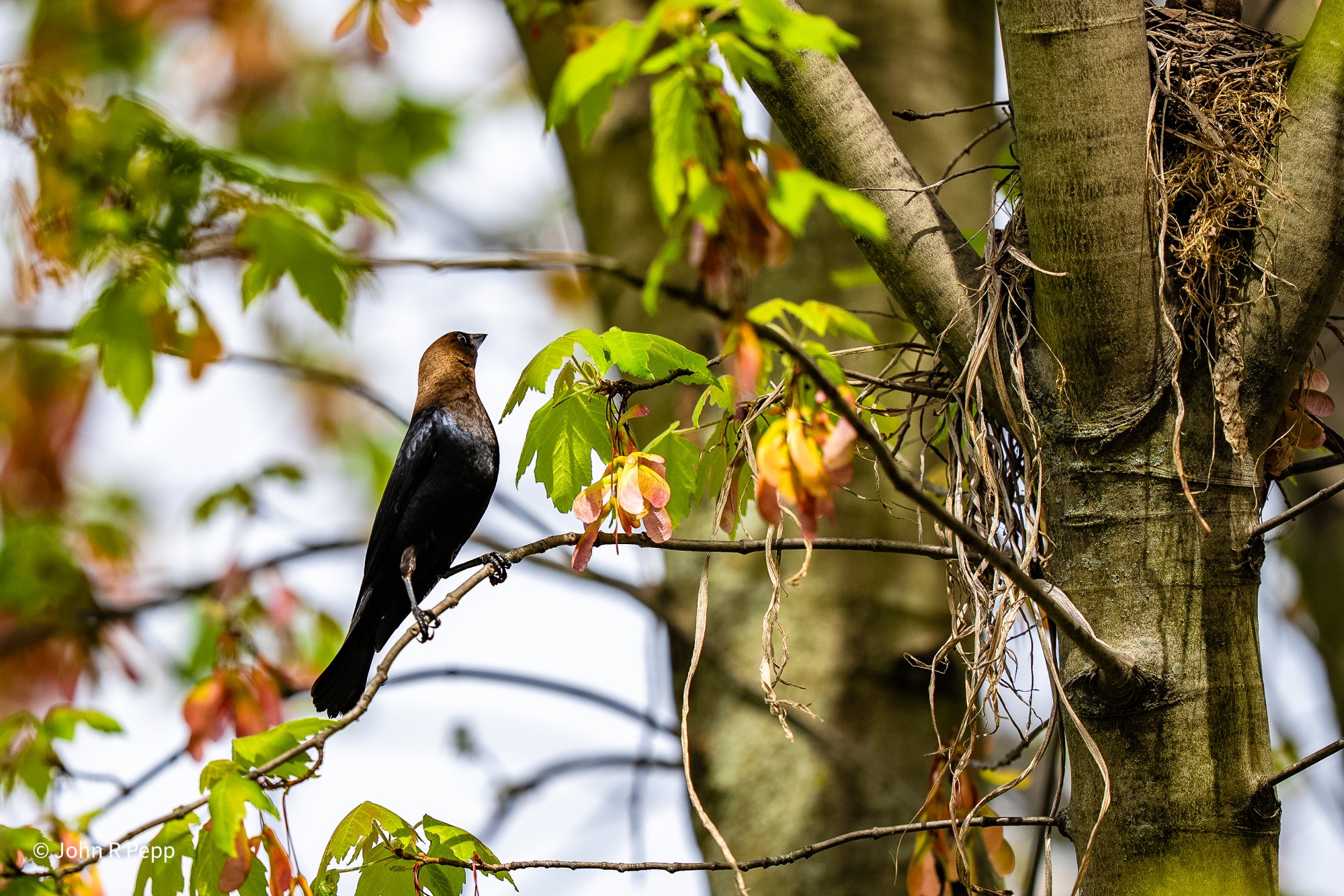 Brown-headed Cowbird.jpg