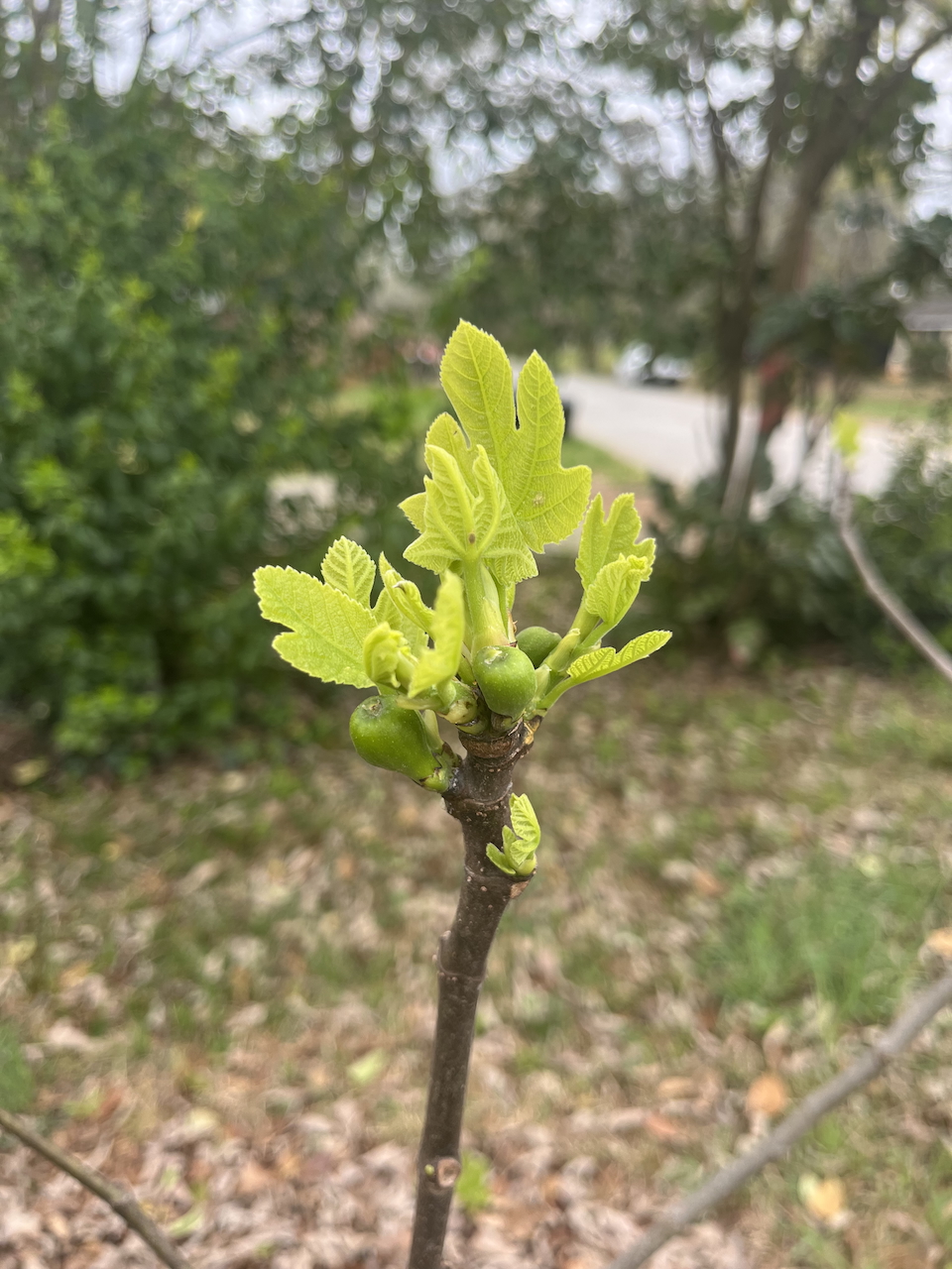 brown-turkey-bud.jpg