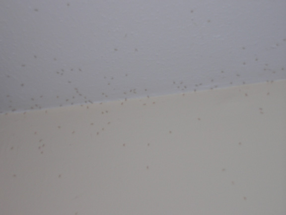 bugs.jpg