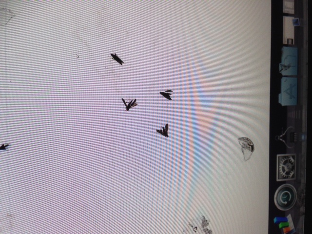 bugs.JPG