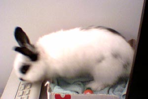 bun01.jpg