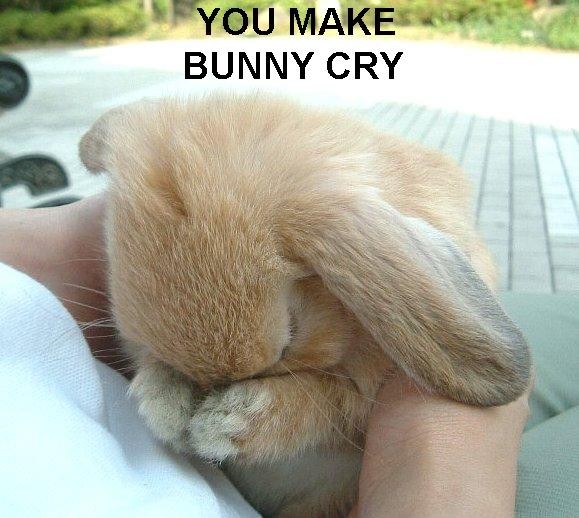 bunny.jpg