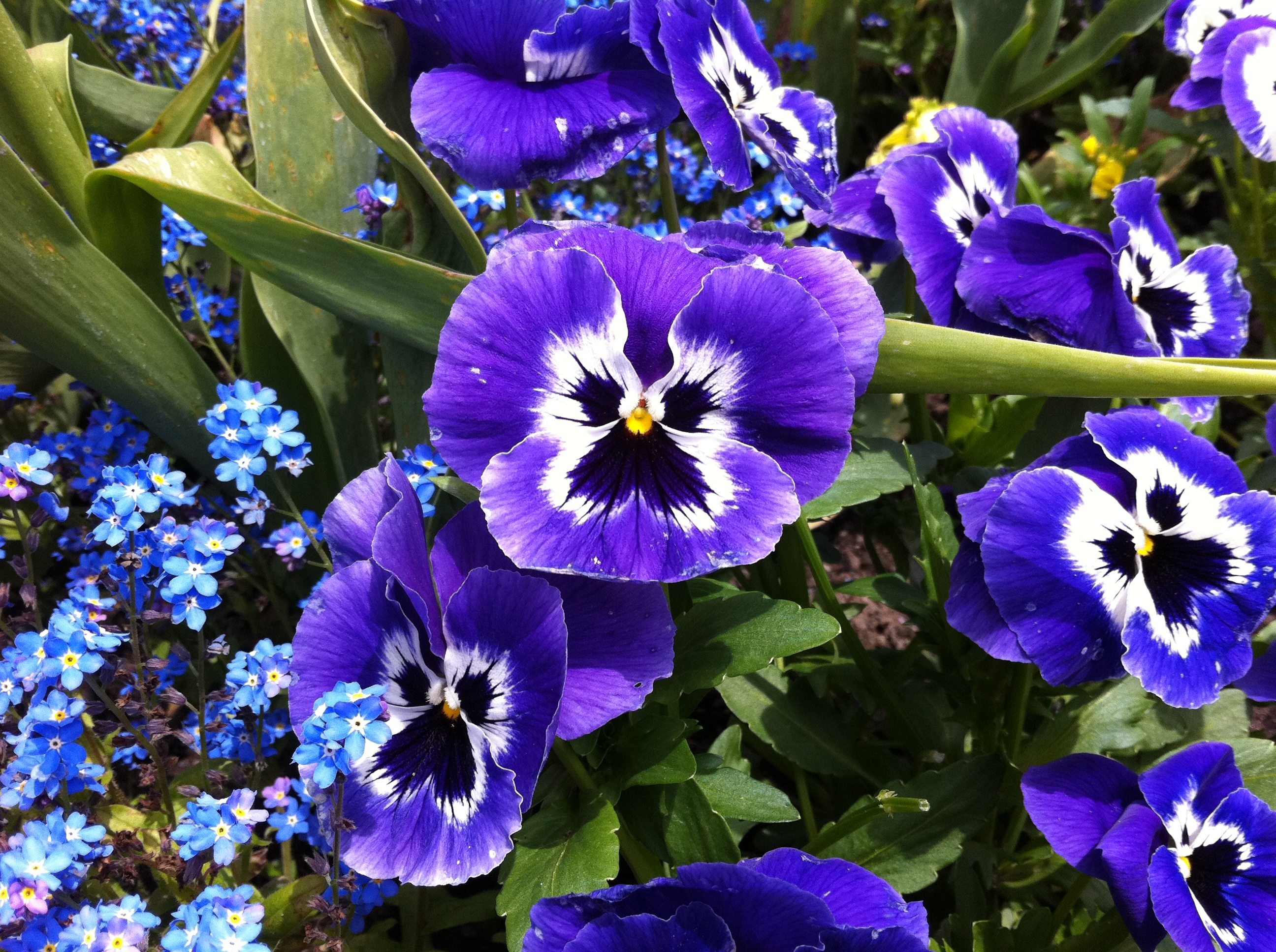 ButchartGardens.jpg