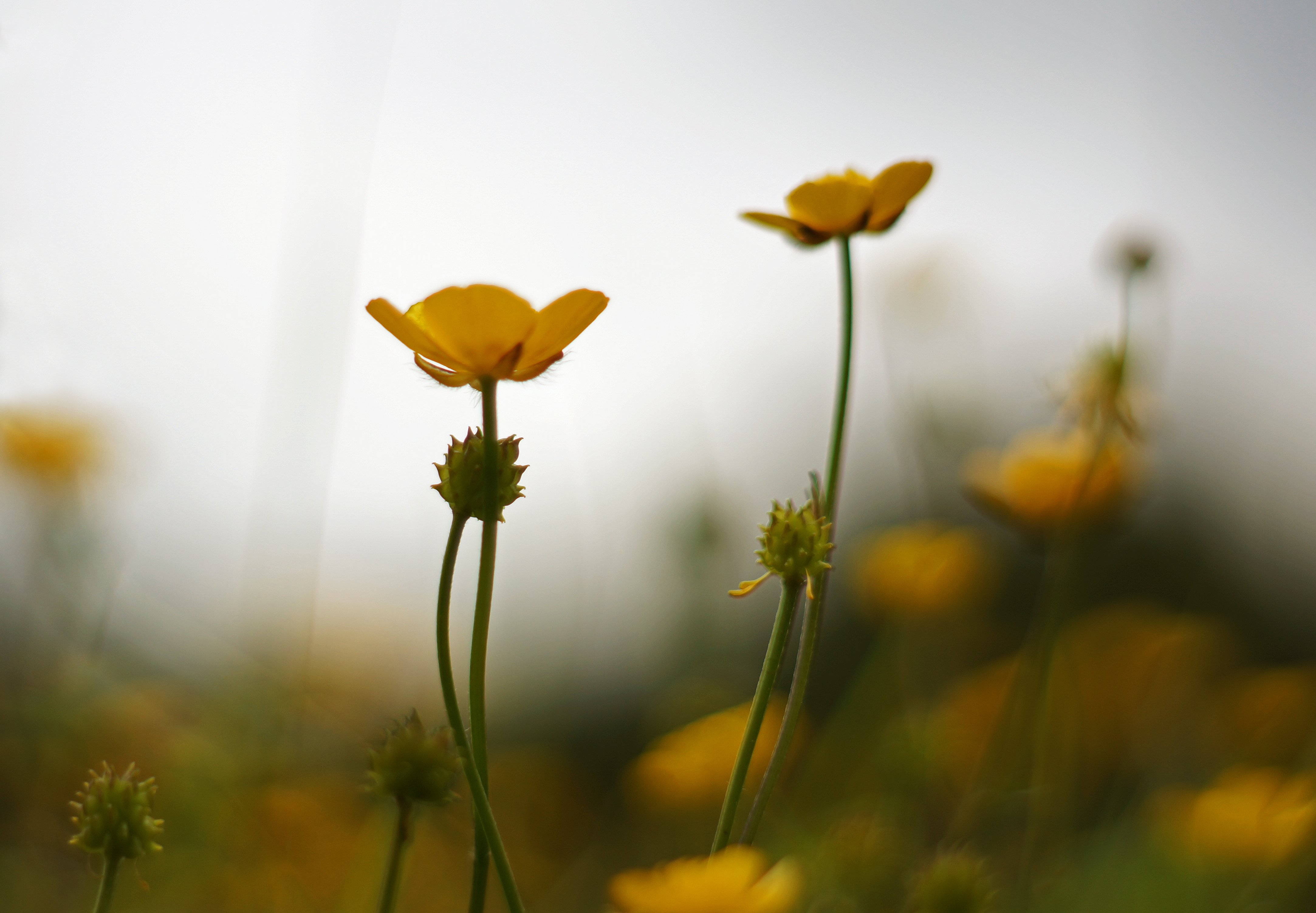 Buttercup Flowers.JPG