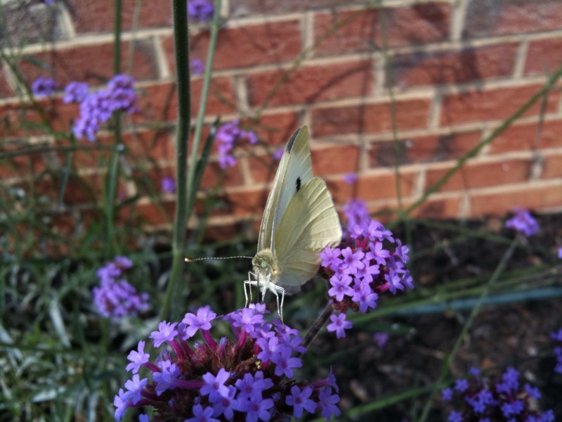 Butterfly.jpg