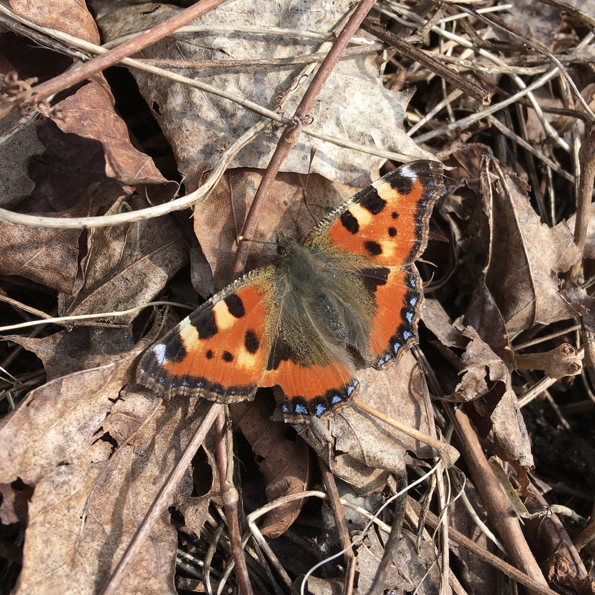 Butterfly.JPG