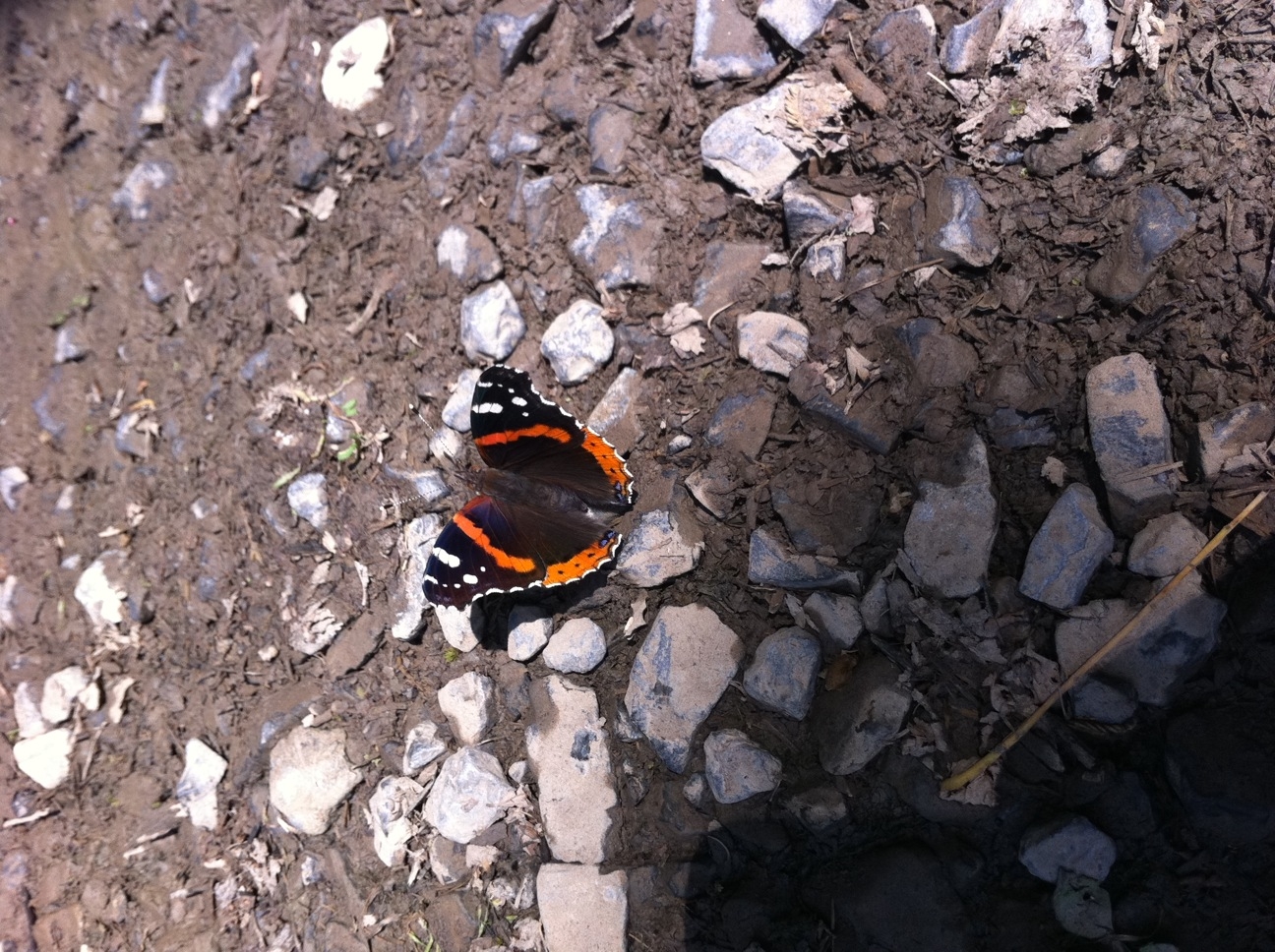 butterfly_iphone_4.JPG