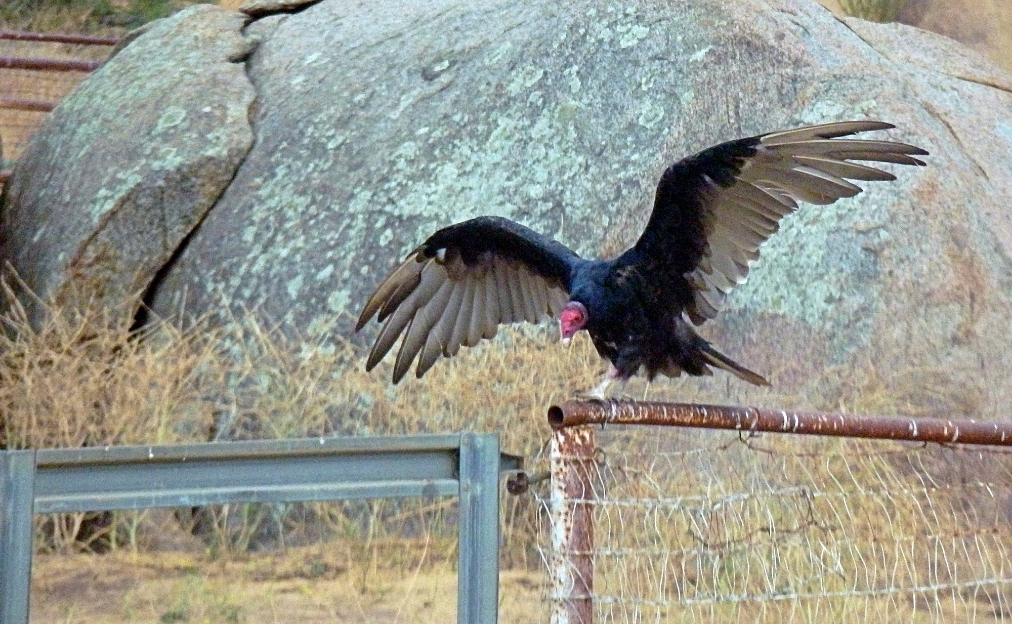 buzzard on horse pen fence wings 3 7.31.22x.jpg