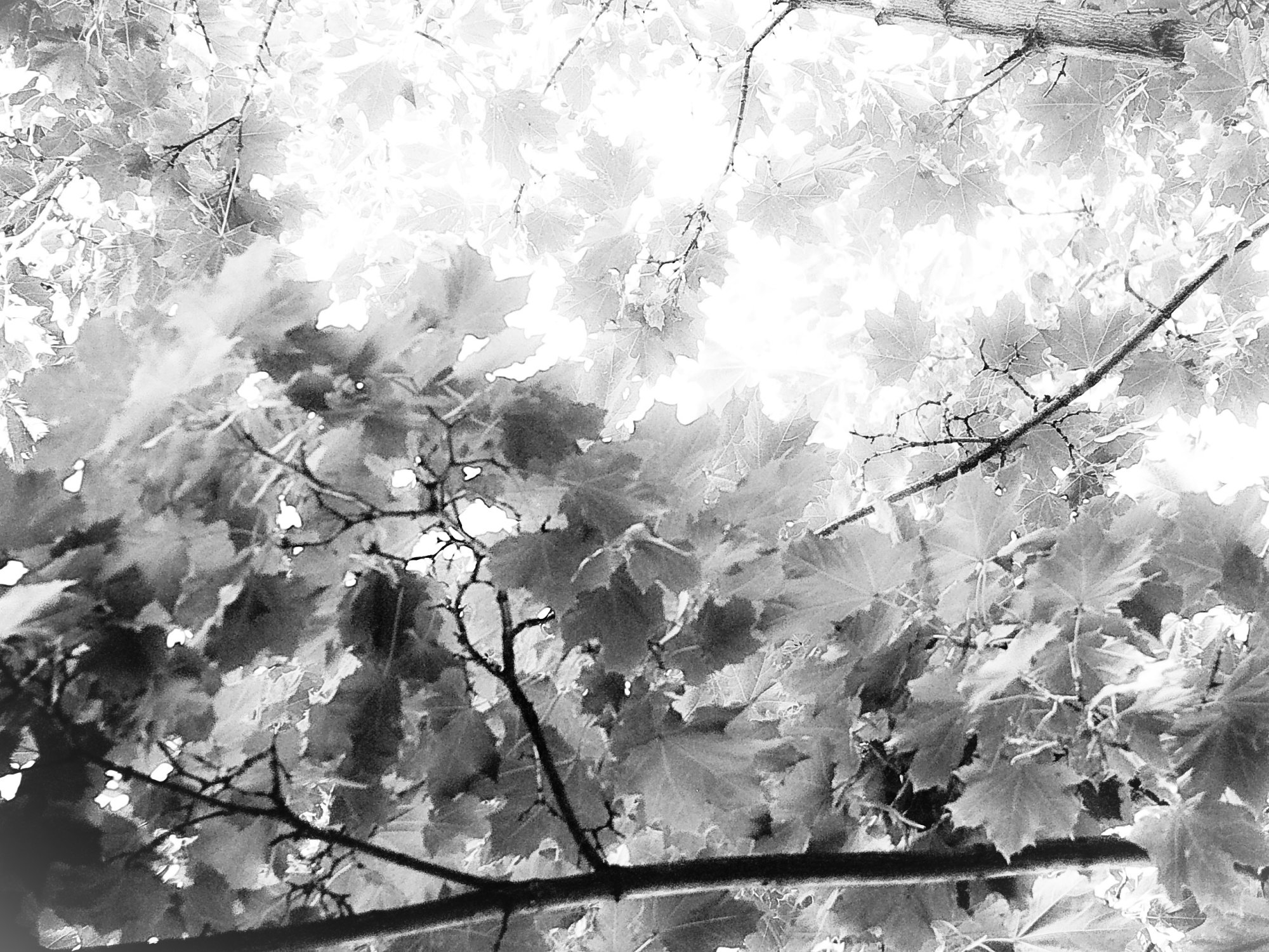 bwtree - 1.jpeg