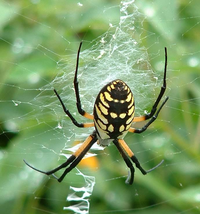 byargiope8m1.jpg