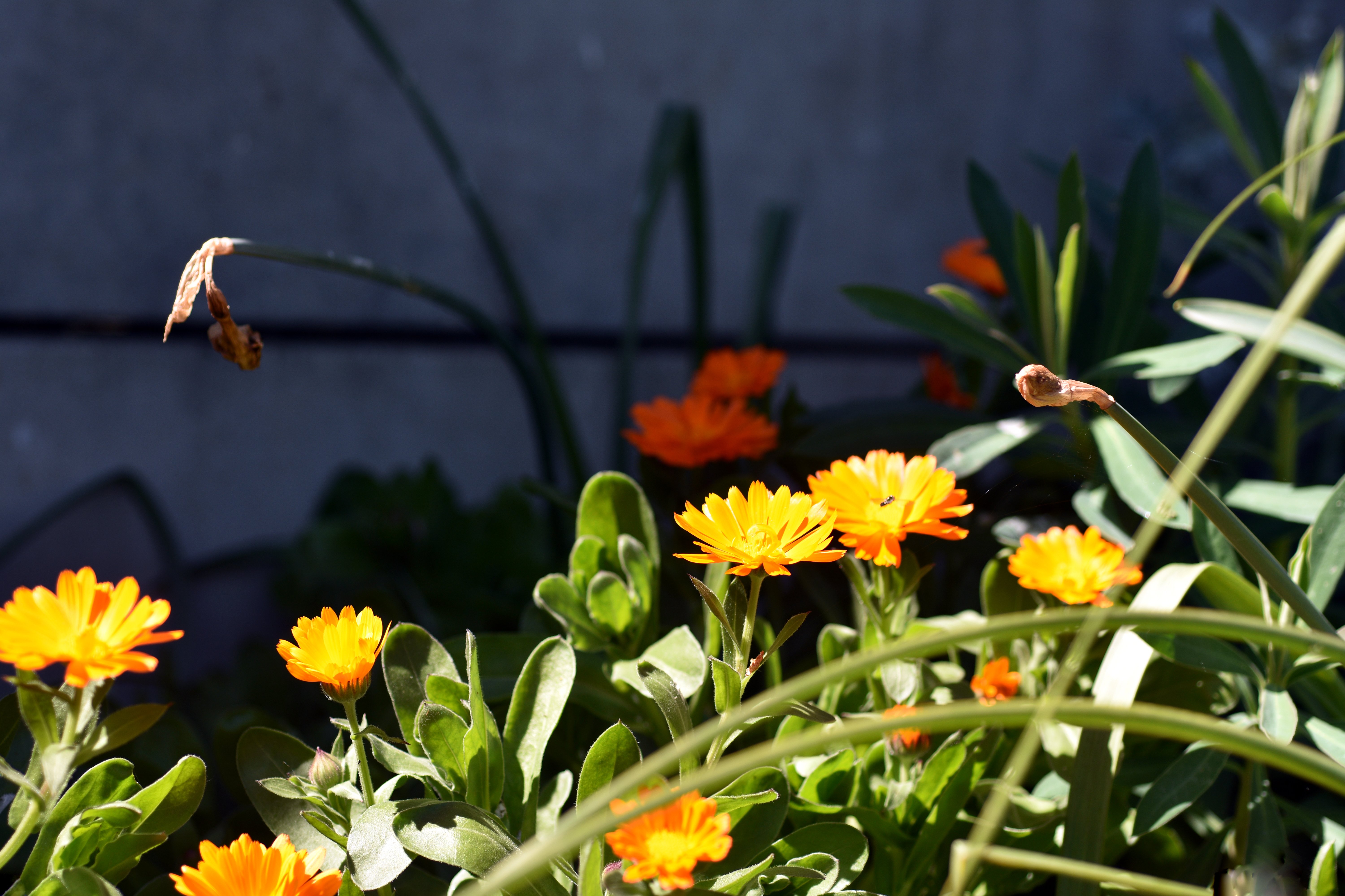 Calendula Officinalis.JPG