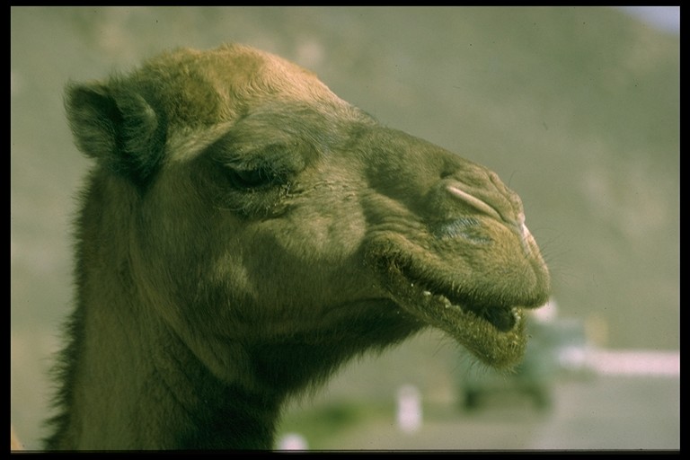 Camel%20471098.jpg