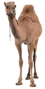 camel.jpg