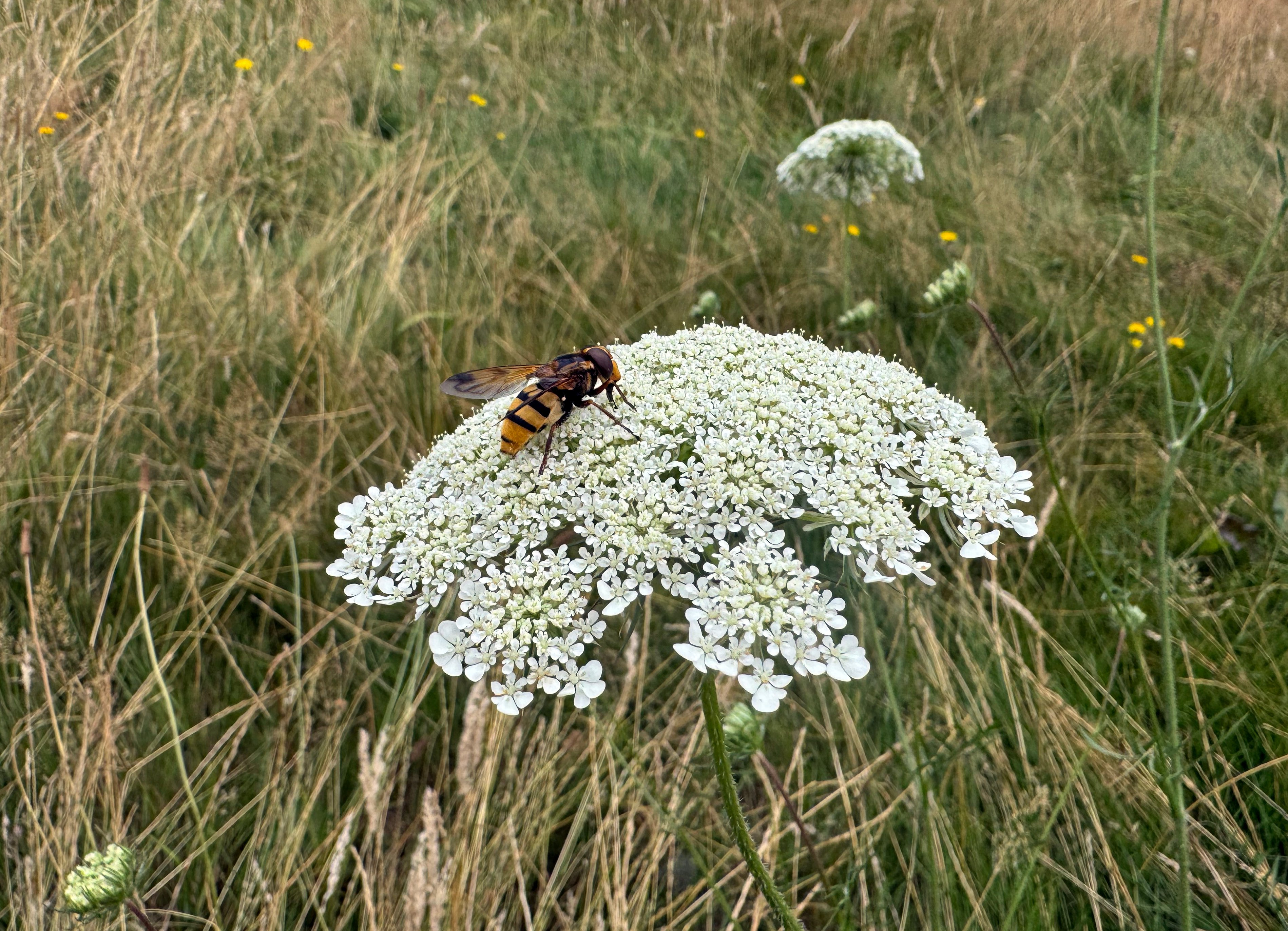 Camer Park Hoverfly.jpg