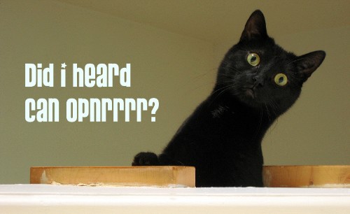 canopnrrr.jpg