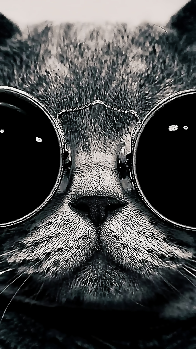 Cat 01.png