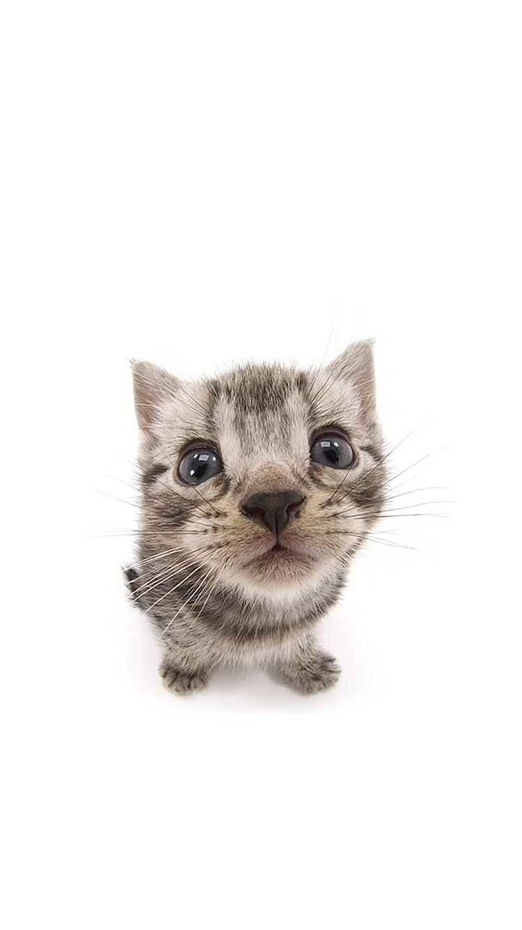 Cat 01.png