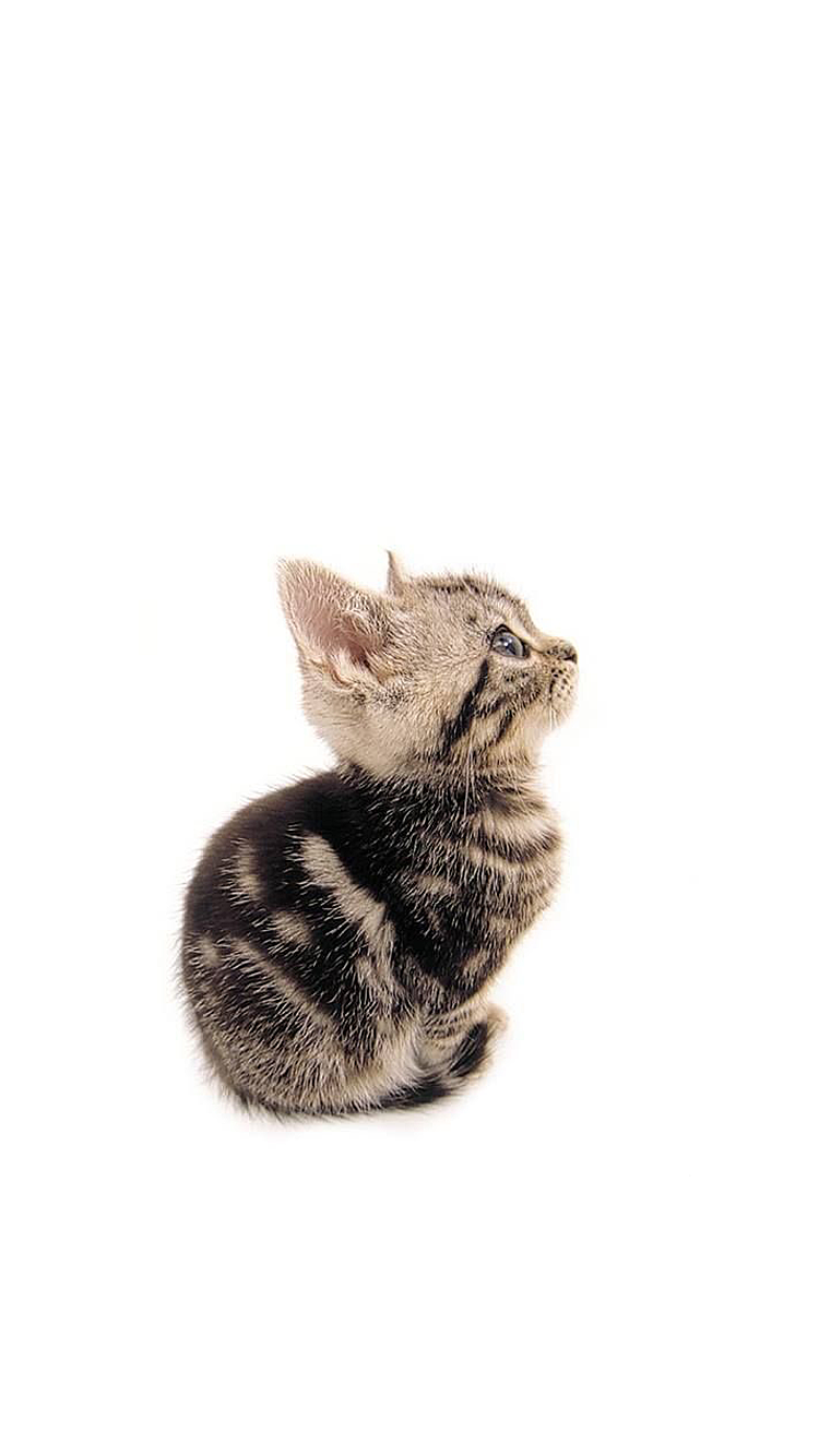 Cat 02.png