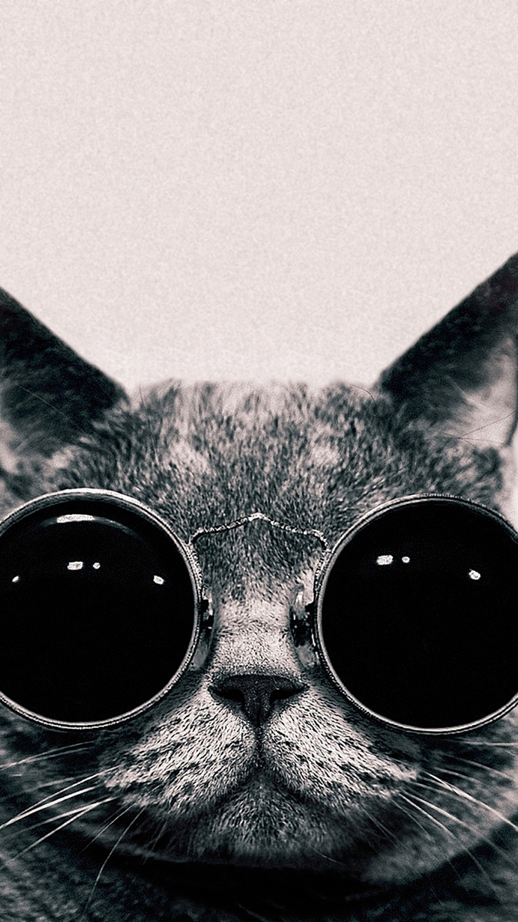 Cat 04.png