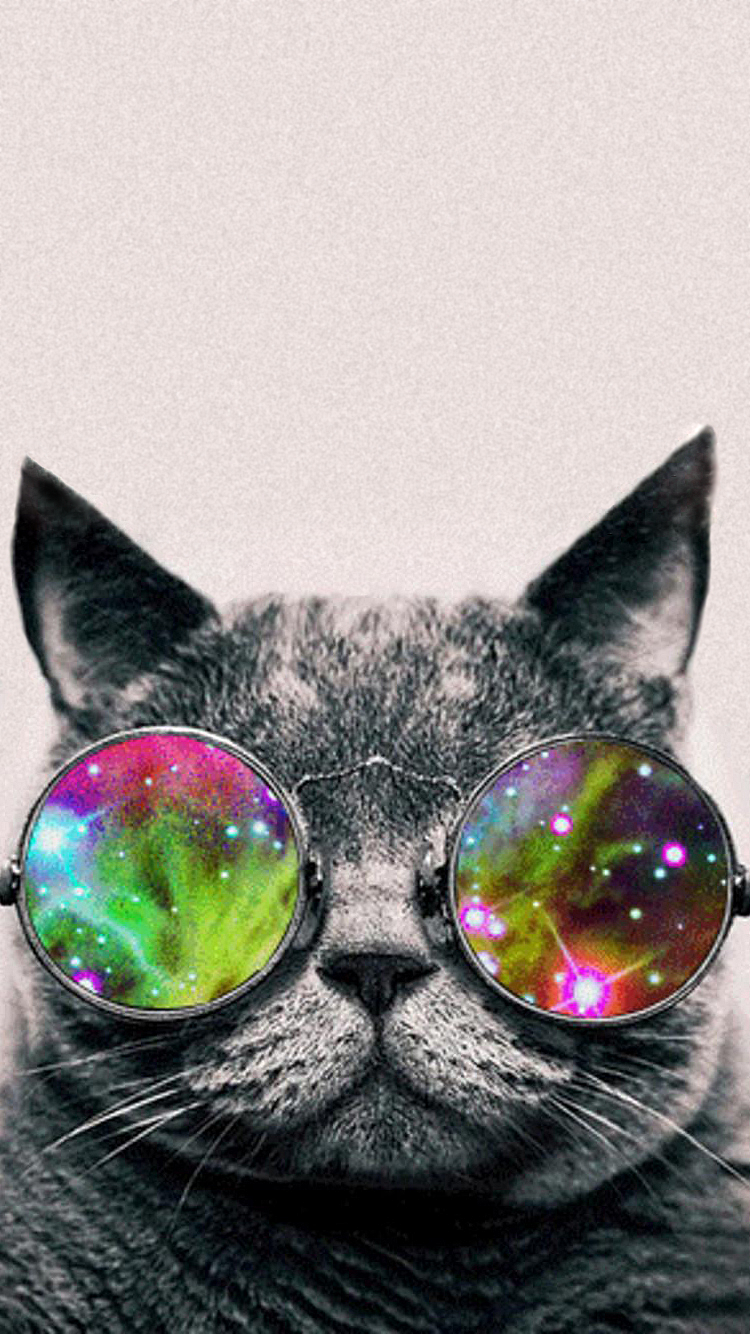 Cat 05.png