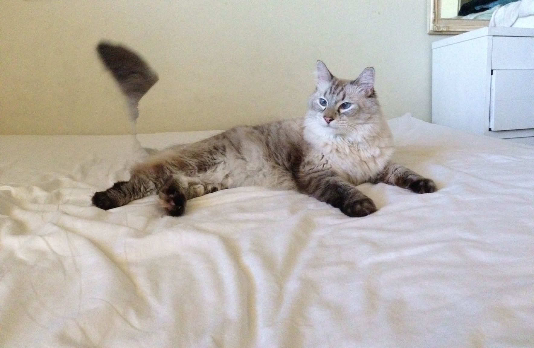 cat-3.jpg