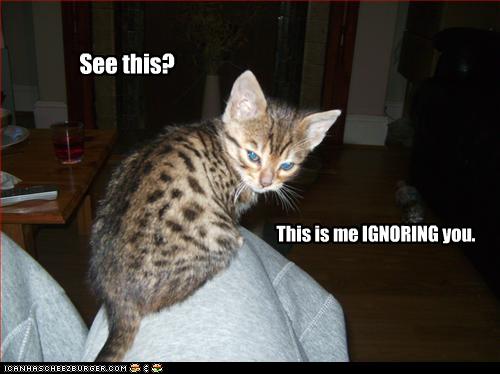 cat.jpg