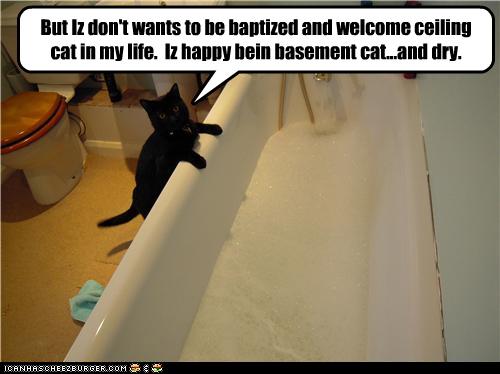 cat.jpg