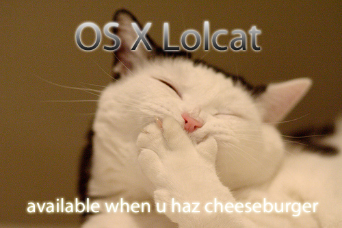 cat.jpg