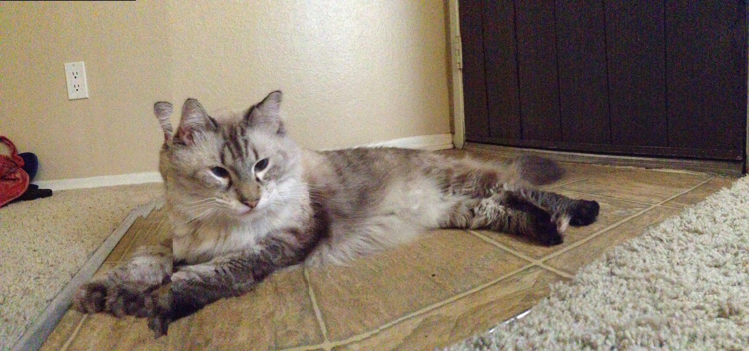 cat.jpg