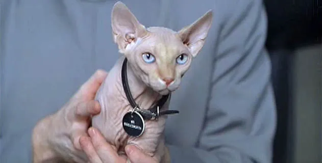 cat.webp