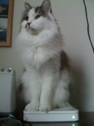 cat_perch.jpg