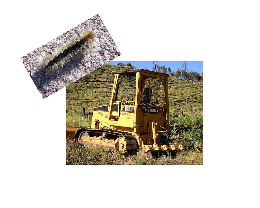 Caterpillar-combo.jpg