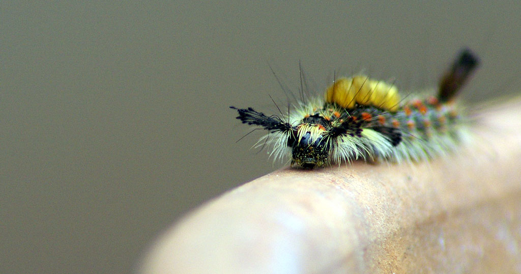 Caterpillar.jpg