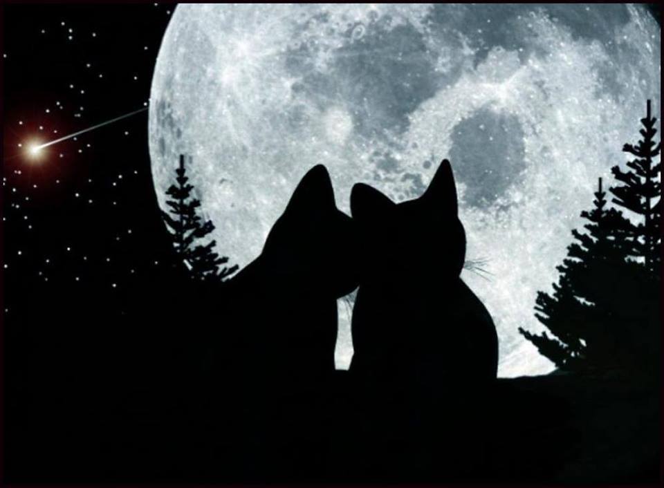 CatMoon.jpg